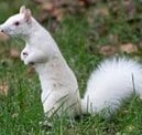 Persil, the rare white squirrel